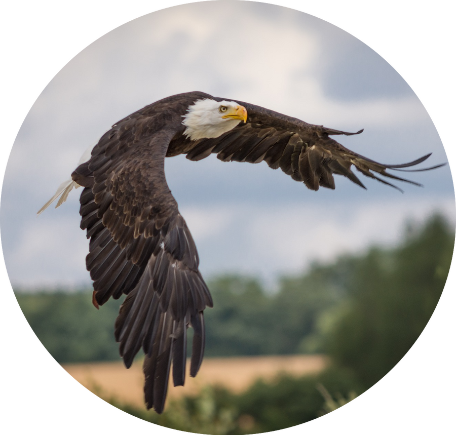 Seeadler Seeadler
