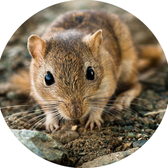 Wüstenspringmäuse Wüstenspringmäuse