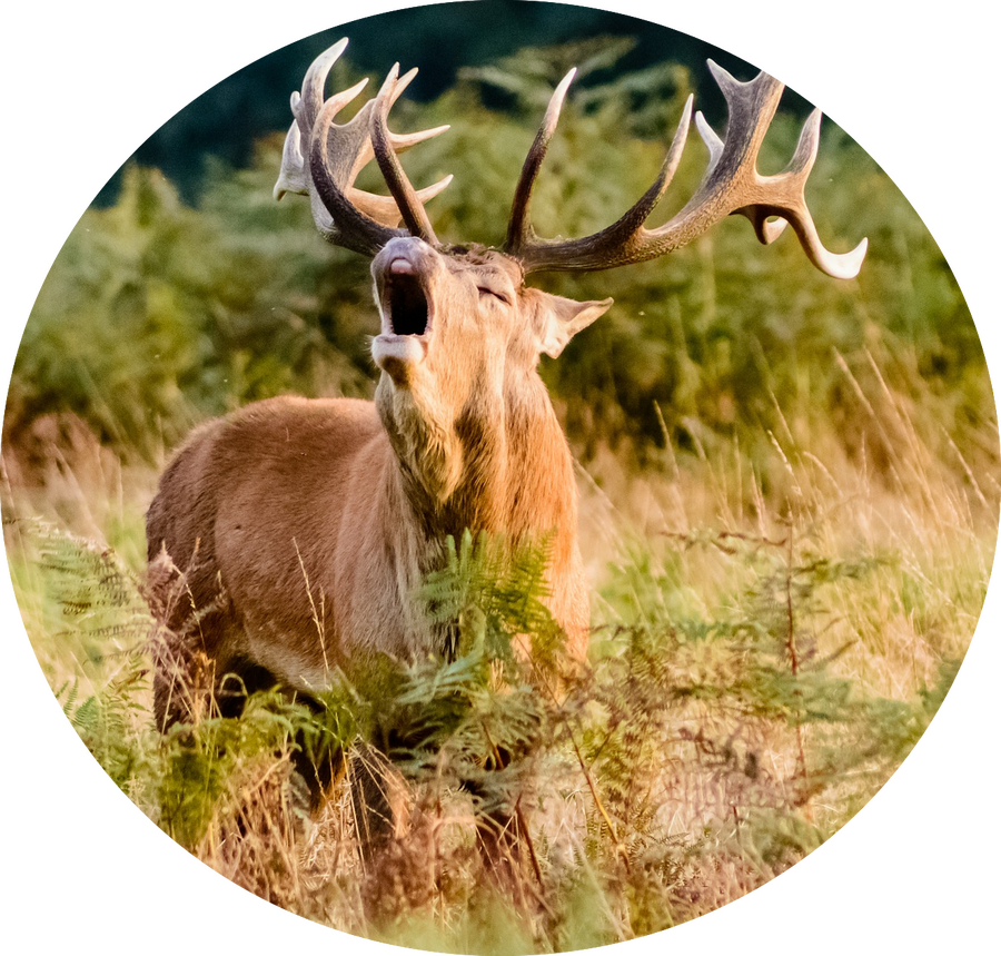 Rothirsche Rothirsche