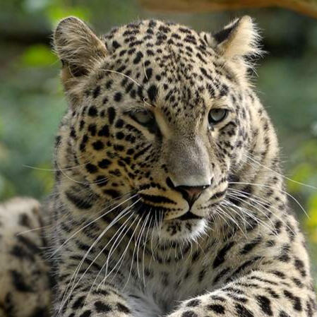 Leoparden Leoparden